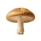 Shiitake