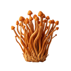 Cordyceps