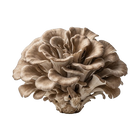 Maitake