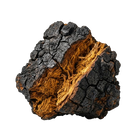 Chaga