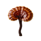 Reishi