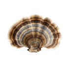 Turkey Tail